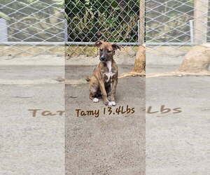 Labrador Retriever-Unknown Mix Dogs for adoption in Sterling, MA, USA