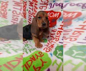 Basset Hound Puppy for sale in SALEM, WV, USA