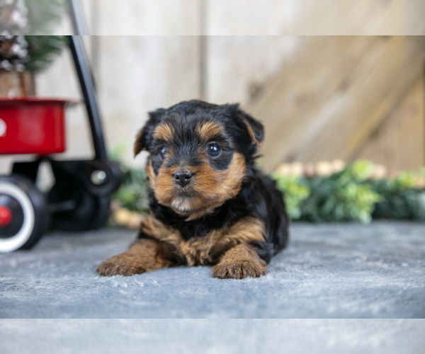 Medium Photo #3 Yorkshire Terrier Puppy For Sale in GREENWICH, OH, USA