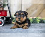 Small #2 Yorkshire Terrier