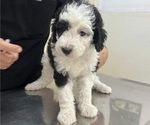 Small #2 Sheepadoodle
