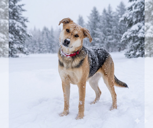 Mutt Dogs for adoption in Genesee, WI, USA