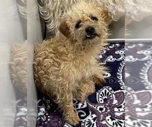 Poodle (Miniature)-Unknown Mix Dogs for adoption in Pacifica, CA, USA
