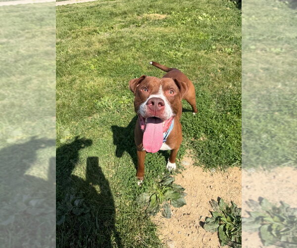 Medium Photo #2 American Staffordshire Terrier Puppy For Sale in Pierceton , IN, USA