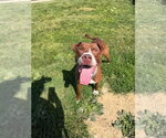 Small #1 American Staffordshire Terrier
