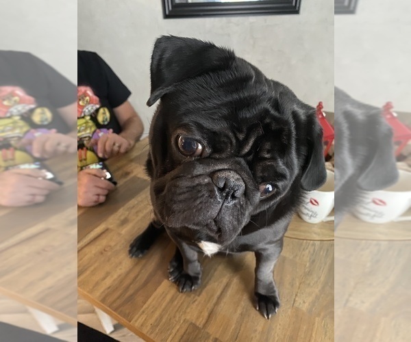 Medium Photo #1 Pug Puppy For Sale in CHATHAM, IL, USA