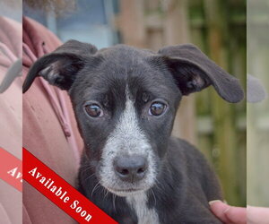 German Shorthaired Pointer-Unknown Mix Dogs for adoption in Huntley, IL, USA
