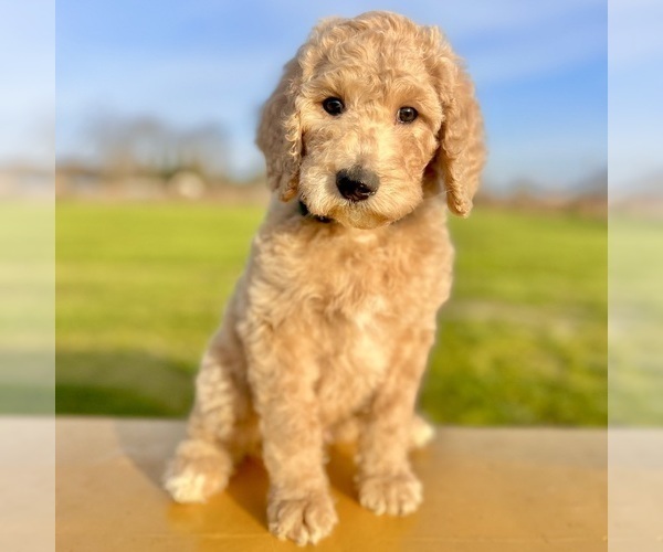 Medium Photo #1 Poodle (Standard) Puppy For Sale in MODESTO, CA, USA