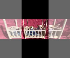 Chihuahua Puppy for Sale in SHERMAN, Texas USA