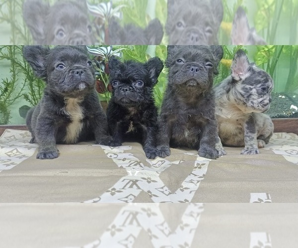 Medium Photo #13 French Bulldog Puppy For Sale in BAKERSFIELD, CA, USA