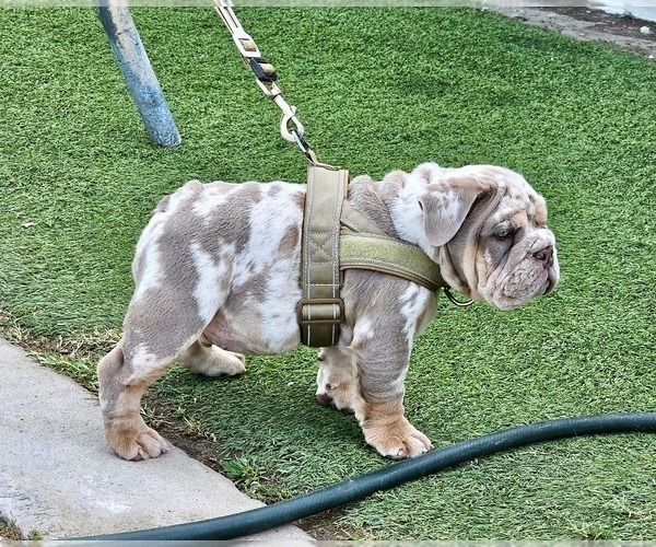 Medium Photo #3 English Bulldog Puppy For Sale in LA JOLLA, CA, USA