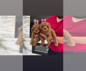 Goldendoodle (Miniature) Puppy for sale in NAPLES, FL, USA