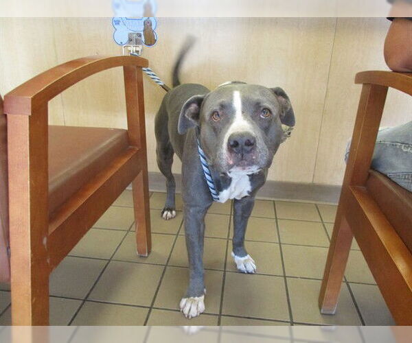 Medium Photo #1 American Pit Bull Terrier Puppy For Sale in Ocala, FL, USA