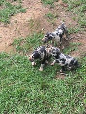 Great Dane Puppy for sale in FAYETTE, AL, USA