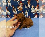 Image preview for Ad Listing. Nickname: Tiny Oscar