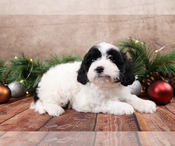 Medium Photo #6 Cavapoo (Toy) Puppy For Sale in WEST SALEM, OH, USA