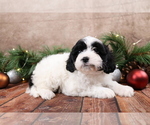 Small #5 Cavapoo (Toy)