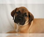 Small Photo #1 Presa Canario Puppy For Sale in CHICAGO, IL, USA