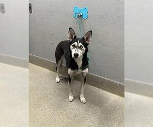 Siberian Husky-Unknown Mix Dogs for adoption in Las Vegas, NV, USA