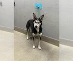 LUNA - Female Siberian Husky-Unknown Mix Dog for Adoption - Small photo