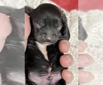 Small Photo #6 ShihPoo Puppy For Sale in CLARE, MI, USA