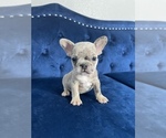 Small Photo #22 French Bulldog Puppy For Sale in BEVERLY HILLS, CA, USA
