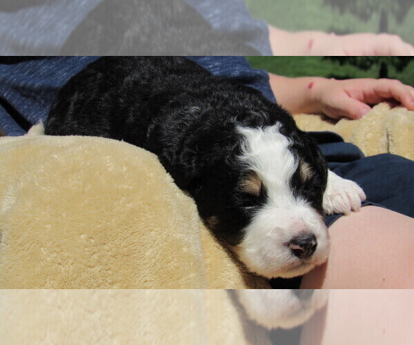 Medium Photo #2 Bernedoodle Puppy For Sale in BIG ROCK, IL, USA
