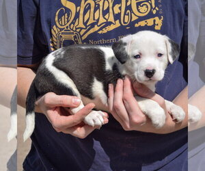 Flounder - Female American Bulldog-Unknown Mix Dog for Adoption - Photo #2