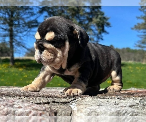 Medium Photo #2 English Bulldog Puppy For Sale in EMPIRE STATE, NY, USA