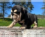Small #1 English Bulldog