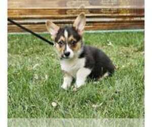 Pembroke Welsh Corgi Puppy for sale in CHRISTIANA, DE, USA