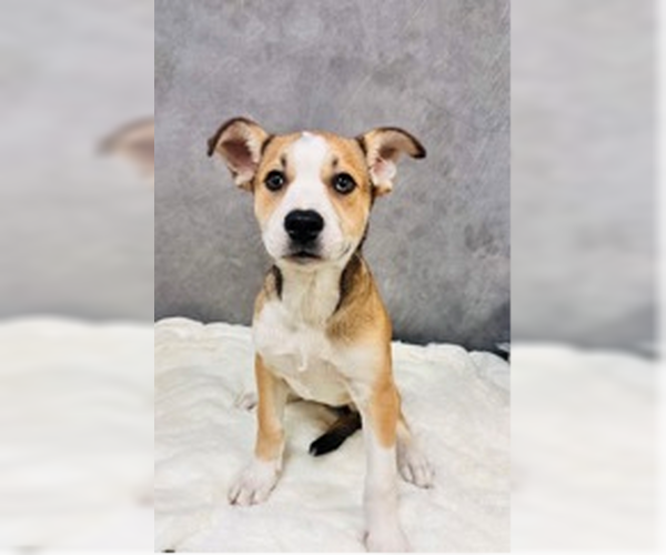 Medium Photo #1 Mutt Puppy For Sale in Andover, MN, USA