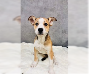 Mutt Dogs for adoption in Andover, MN, USA