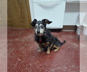 Isadora - Female Chihuahua-Unknown Mix Dog for Adoption - Photo #19