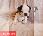 Small Photo #9 Boston Terrier Puppy For Sale in POMEROY, OH, USA