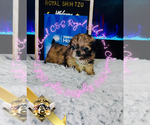 Small #3 Shih Tzu