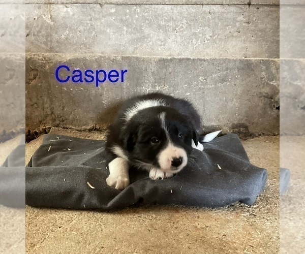 Medium Photo #6 Border Collie Puppy For Sale in BLOOMINGTON, WI, USA