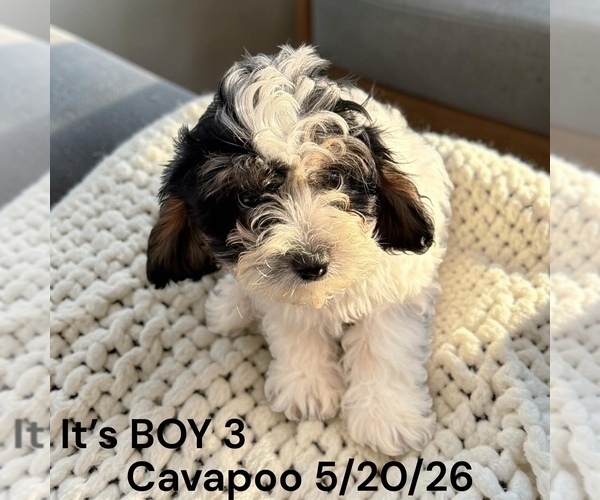 Medium Photo #14 Cavapoo (Miniature) Puppy For Sale in MONTPELIER, OH, USA