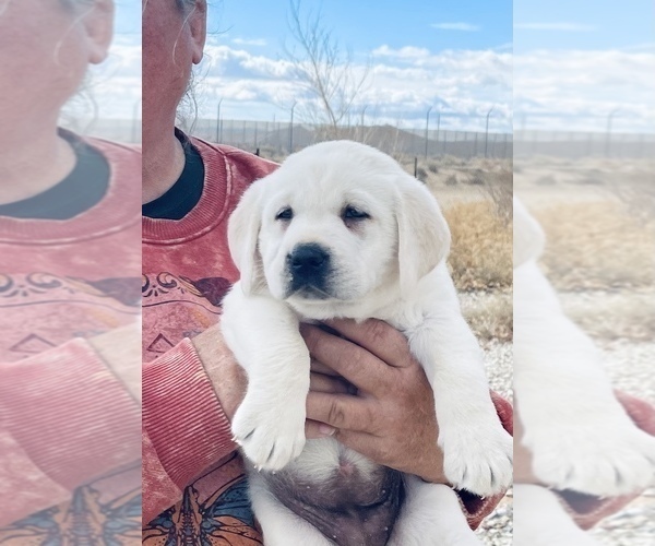 Medium Photo #4 Labrador Retriever Puppy For Sale in PALMDALE, CA, USA