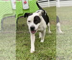 Small #5 American Pit Bull Terrier Mix