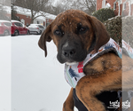 Small #7 Plott Hound Mix