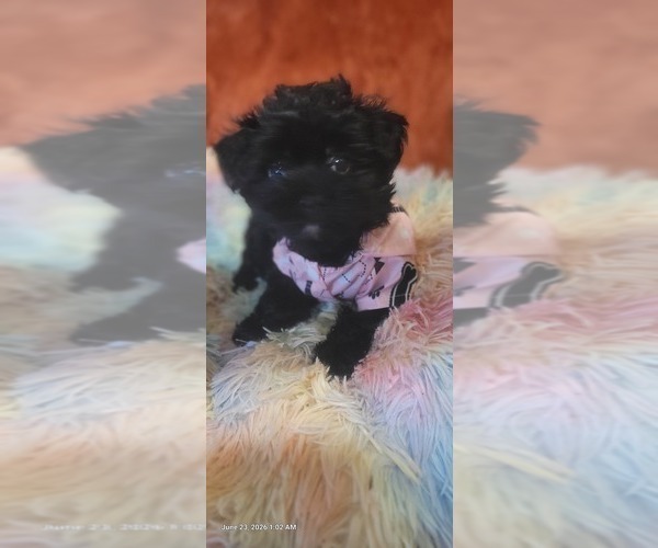 Medium Photo #4 Yorkshire Terrier Puppy For Sale in AKRON, OH, USA