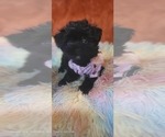 Small Photo #74 Yorkshire Terrier Puppy For Sale in AKRON, OH, USA