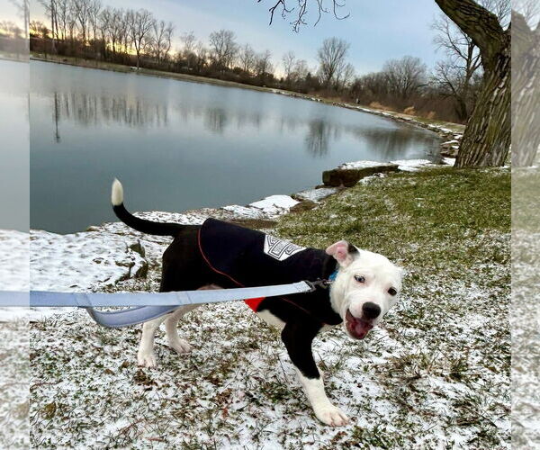 Medium Photo #4 American Pit Bull Terrier-Unknown Mix Puppy For Sale in Germantown, OH, USA