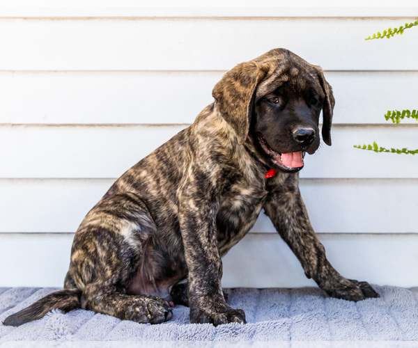Medium Photo #7 Mastiff Puppy For Sale in WAKARUSA, IN, USA