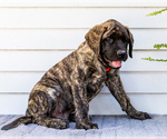 Small #6 Mastiff