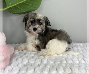 Havanese Puppy for sale in FRANKLIN, IN, USA