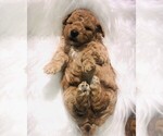 Small Photo #8 Poodle (Toy) Puppy For Sale in CARTHAGE, MO, USA