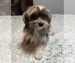 Small Photo #1 Yorkshire Terrier Puppy For Sale in EAST BRIDGEWATER, MA, USA