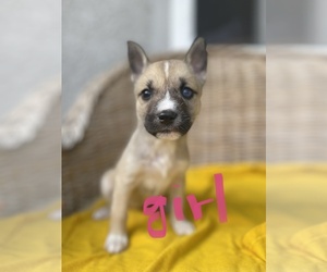 American Pit Bull Terrier-Siberian Husky Mix Puppy for sale in SAN JOSE, CA, USA